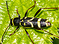 Clytus arietis